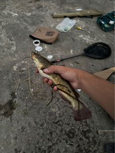 Brown Bullhead