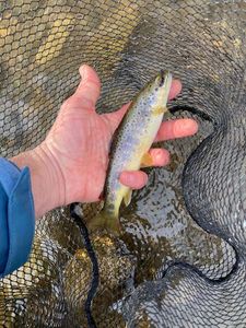 Brown Trout