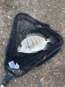White Seabream