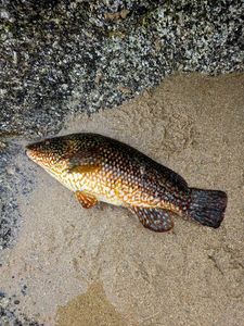 Cuckoo Wrasse