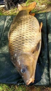 Common Carp