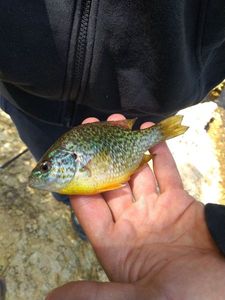 Green Sunfish
