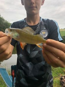 European Perch