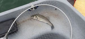 European Bass (Seabass)