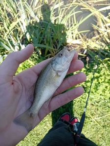 Largemouth Bass