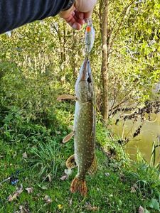 Northern Pike