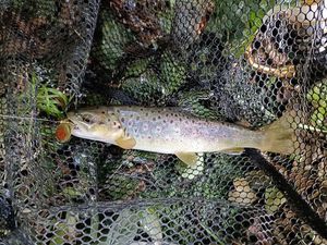 Brown Trout