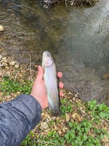 Rainbow Trout