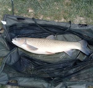Grass Carp