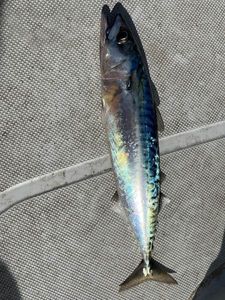 Mackerel