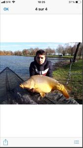 Mirror Carp