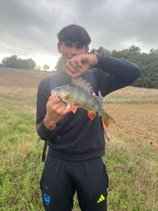European Perch