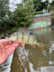 European Perch