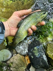 Brown Trout