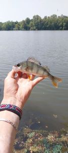 European Perch