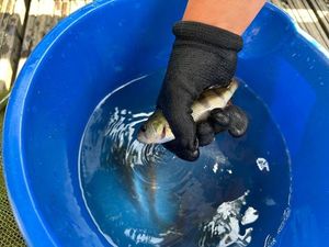 European Perch