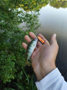 European Perch