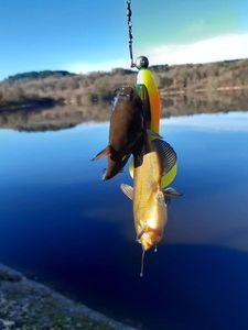 Black Bullhead