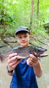 Brown Trout