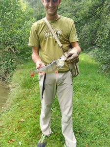 Green Sunfish
