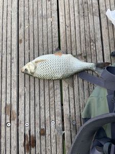 Roach