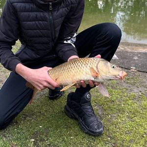 Common Carp