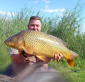 Common Carp