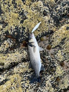 European Bass (Seabass)
