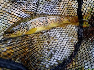 Brown Trout