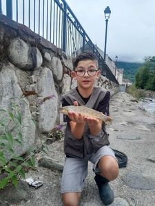 Brown Trout