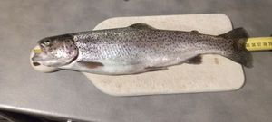 Rainbow Trout