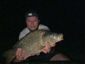 Common Carp