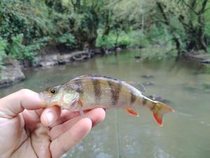 European Perch