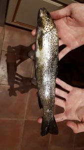 Brown Trout