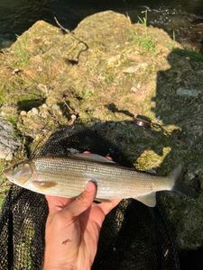 Grayling