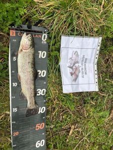 Rainbow Trout