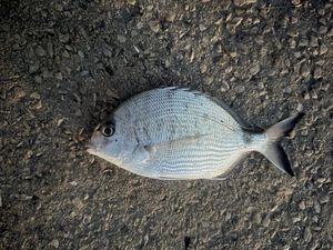 White Seabream