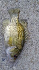 Smallmouth Bass