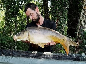 Mirror Carp