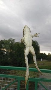 Grenouille 
