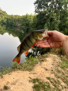 European Perch