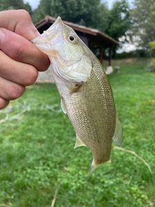 Largemouth Bass
