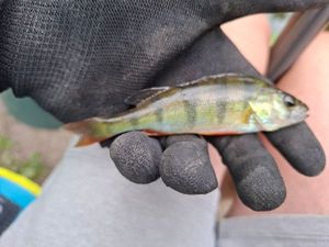 European Perch