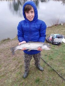 Rainbow Trout