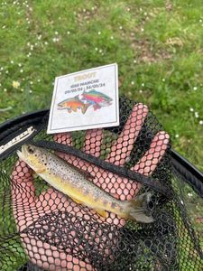 Brown Trout