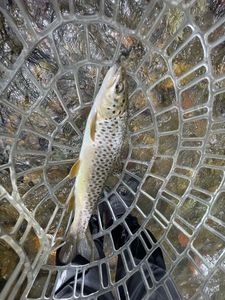 Brown Trout