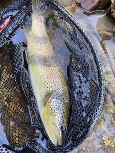 Brown Trout
