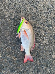 Mutton Snapper