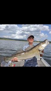 Zander