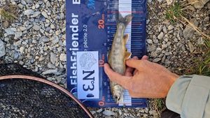 Arctic Char
